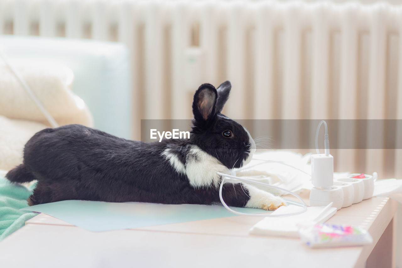 close-up of rabbit on floor