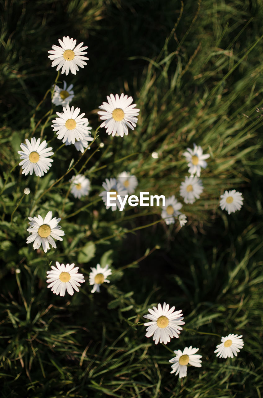 Close-up of daisies blooming outdoors