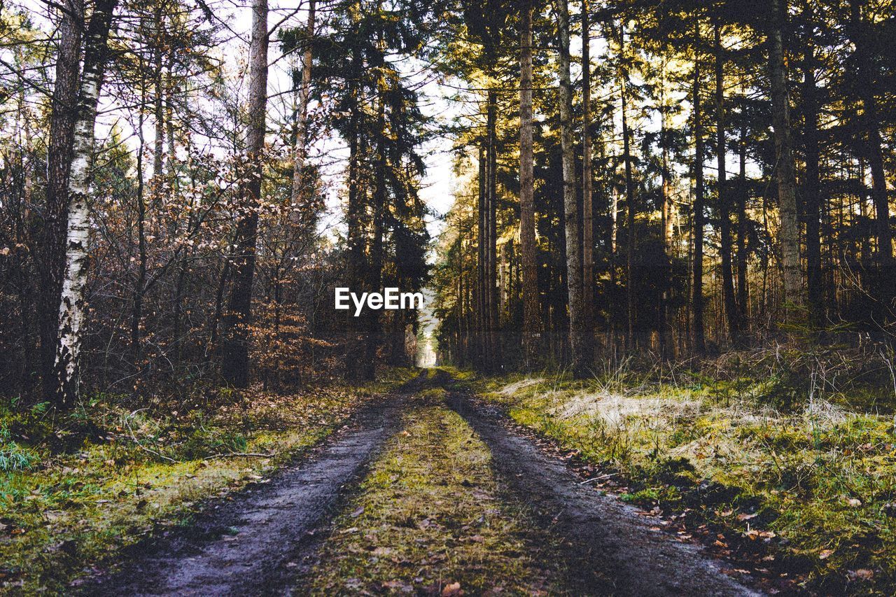 VIEW OF TREES IN FOREST