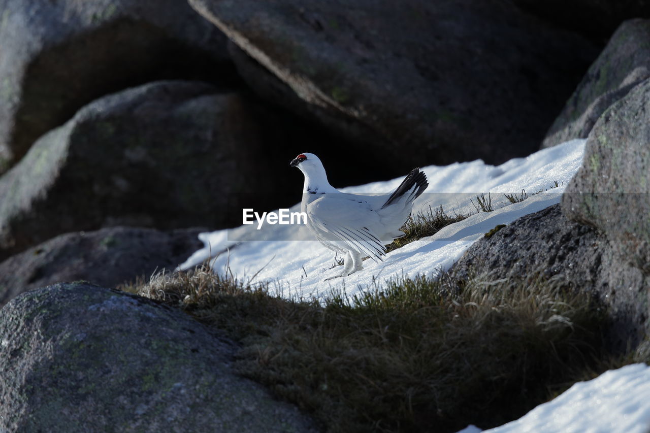 A ptarmigan on a snow cap up a mountain