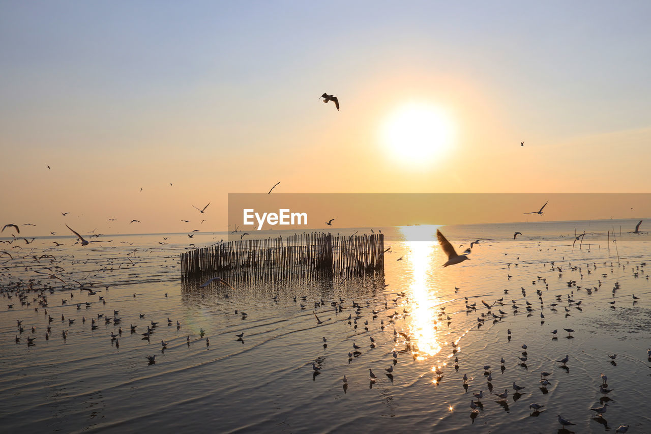 BIRDS FLYING OVER SEA AGAINST SKY