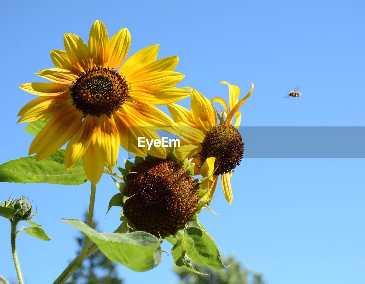 Close-up of bee hovering around sunflowers