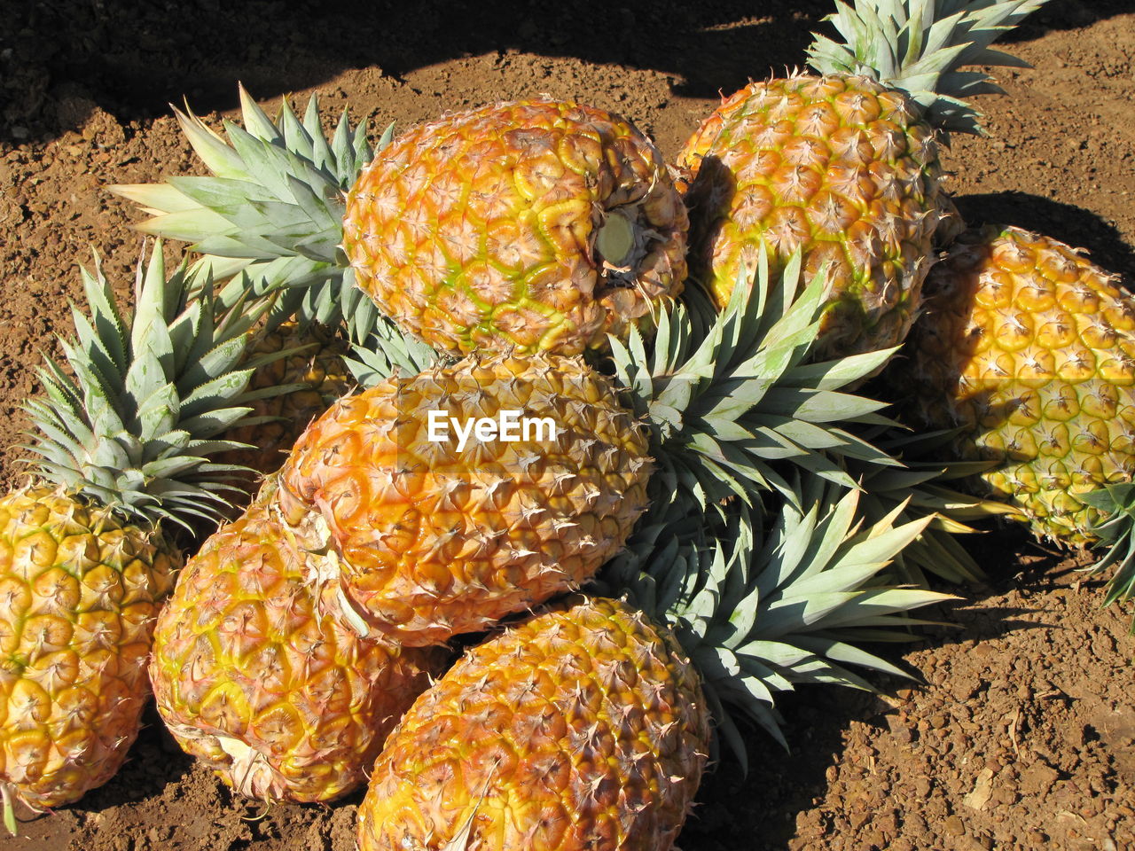 High angle view of pineapple harvest 