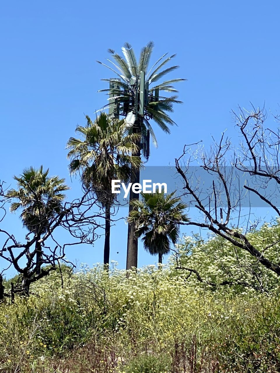 PALM TREES AGAINST CLEAR BLUE SKY