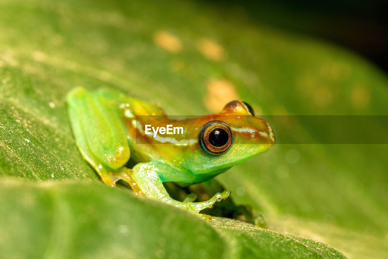 close-up of frog on plant