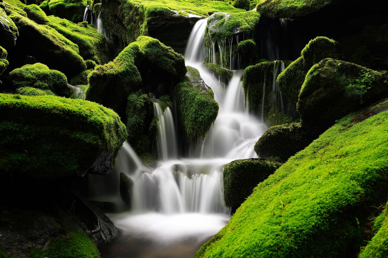 Scenic view of waterfall in forest