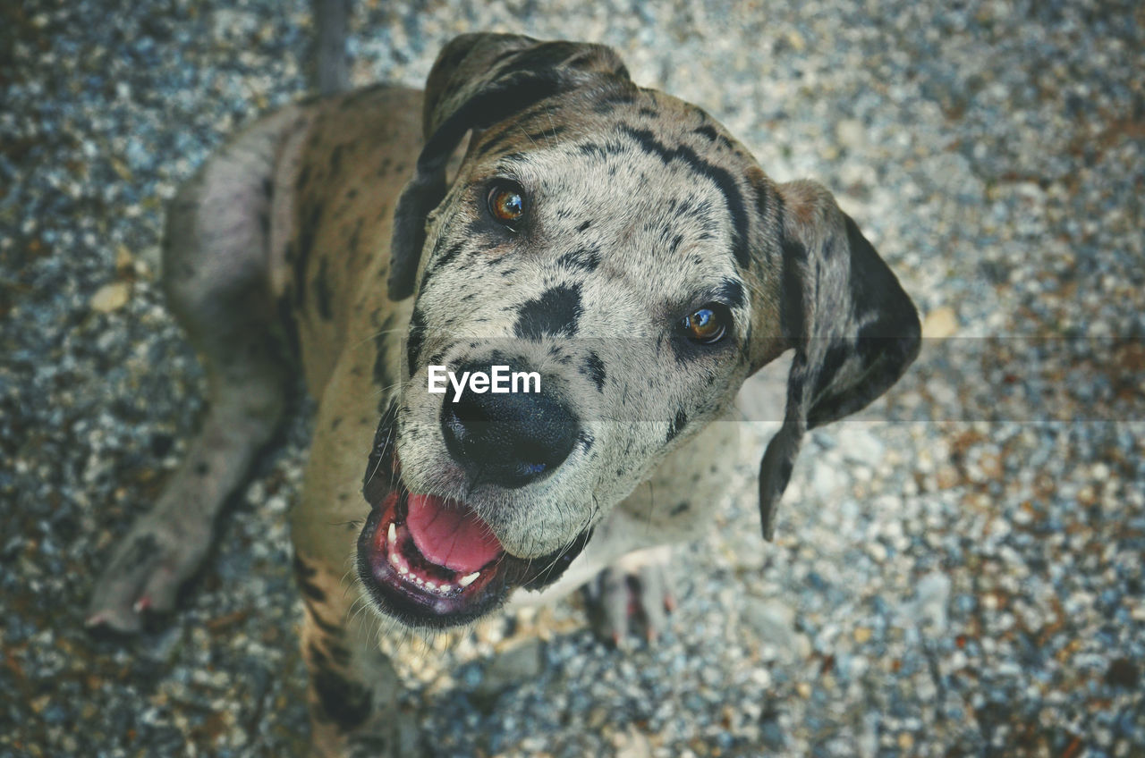 Close-up portrait of a dog