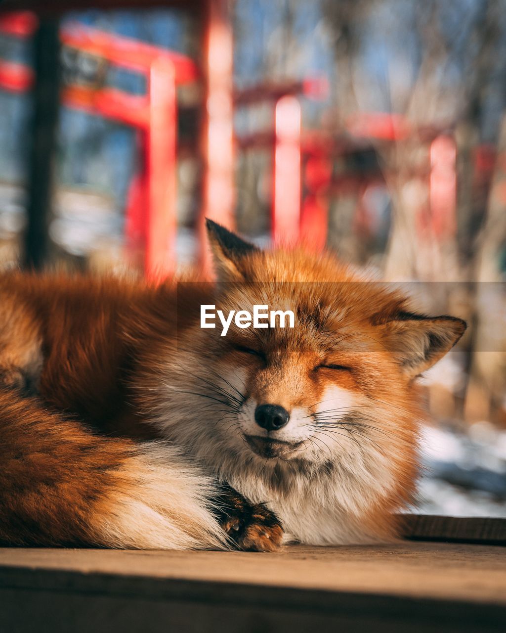 Close-up of fox sleeping on wooden table