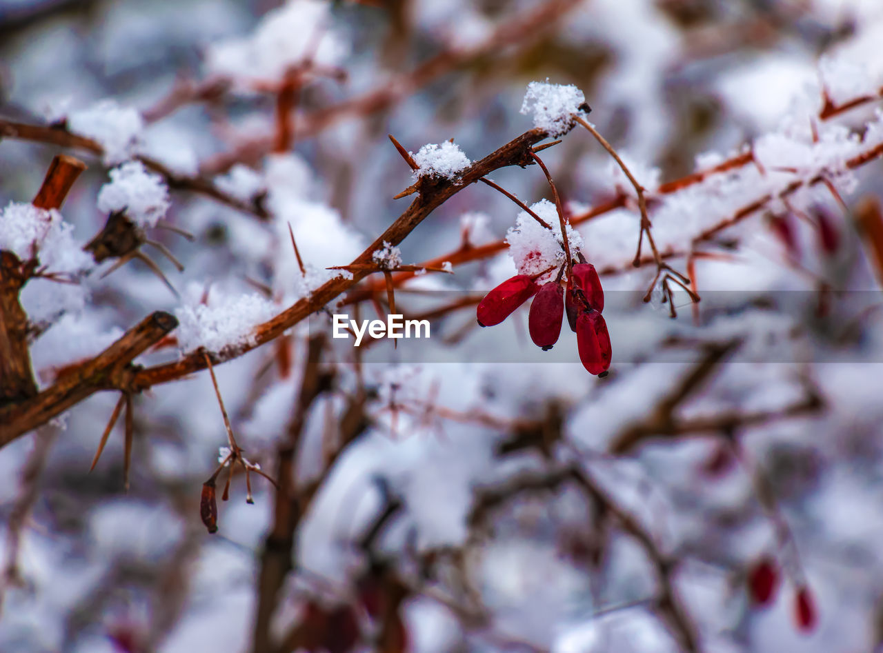 plant, tree, branch, winter, spring, nature, blossom, beauty in nature, snow, fruit, flower, cold temperature, freshness, red, twig, no people, food and drink, focus on foreground, food, close-up, leaf, growth, day, outdoors, healthy eating, frost, produce, springtime, fragility, selective focus, freezing, berry, frozen, macro photography, tranquility, cherry blossom, flowering plant, cherry