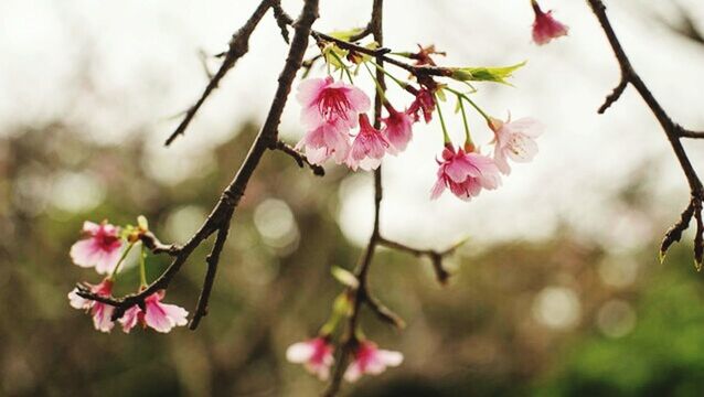 CLOSE-UP OF PINK FLOWERS ON BRANCH