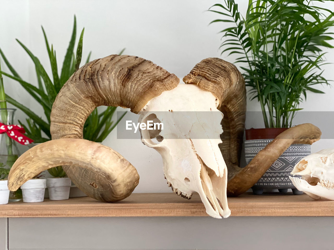 Close-up of animal sculpture on table against wall with plants