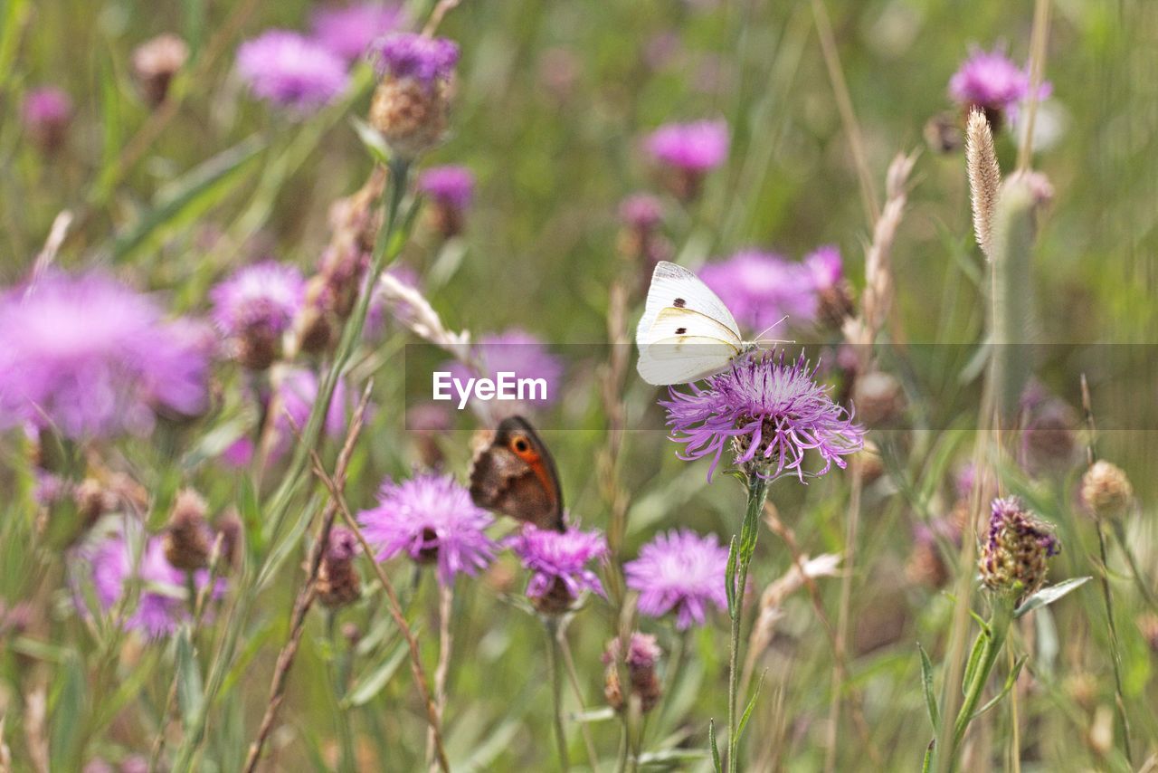 CLOSE-UP OF BUTTERFLY ON PURPLE FLOWER