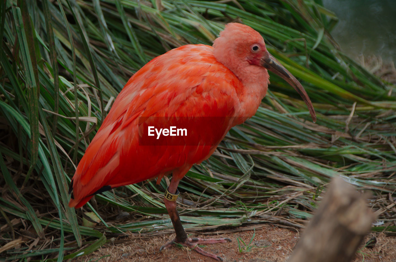 CLOSE-UP OF A BIRD IN FIELD