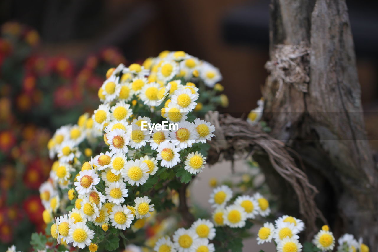 Close-up of yellow flowering plant