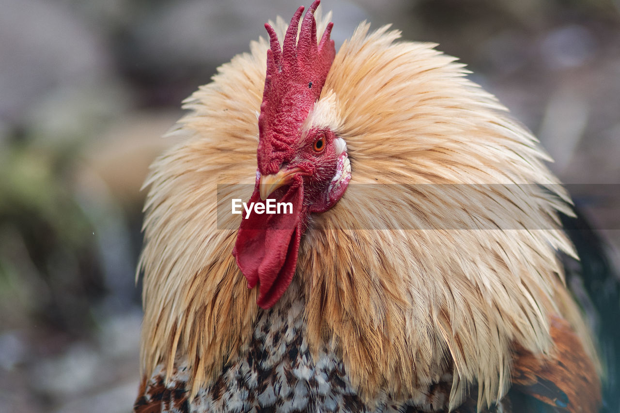 animal themes, bird, animal, domestic animals, chicken, livestock, rooster, pet, one animal, close-up, mammal, beak, animal body part, agriculture, nature, comb, cockerel, no people, outdoors, fowl, animal head, portrait, focus on foreground, wing