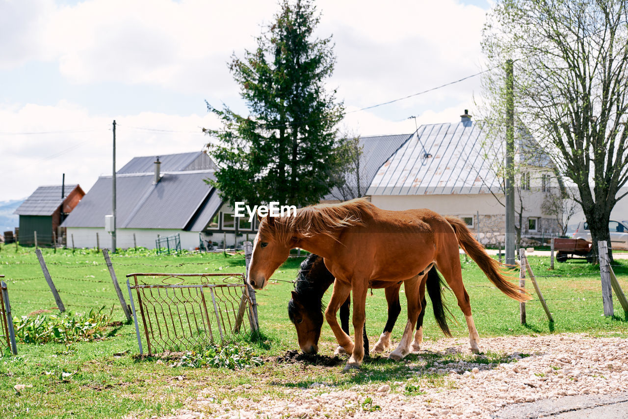 horse standing on grassy field