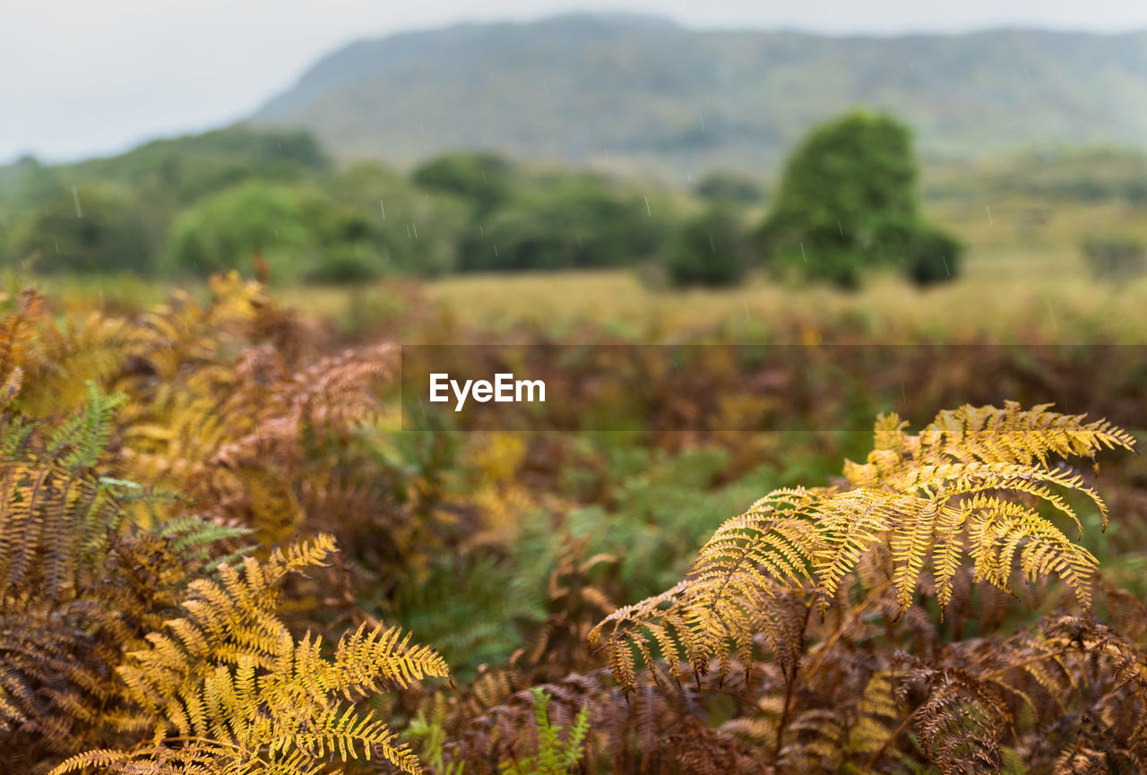 SCENIC VIEW OF FIELD