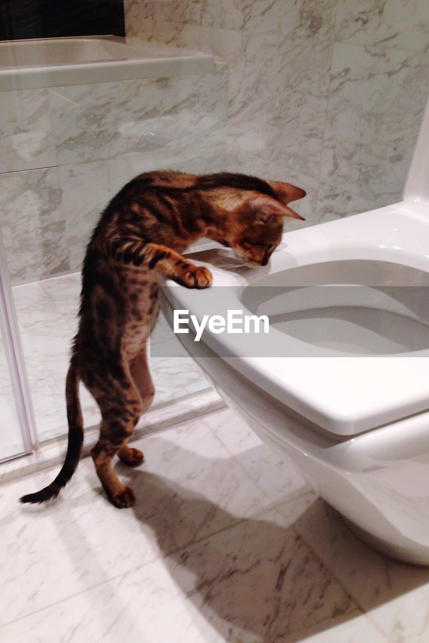 Cat looking inside toilet