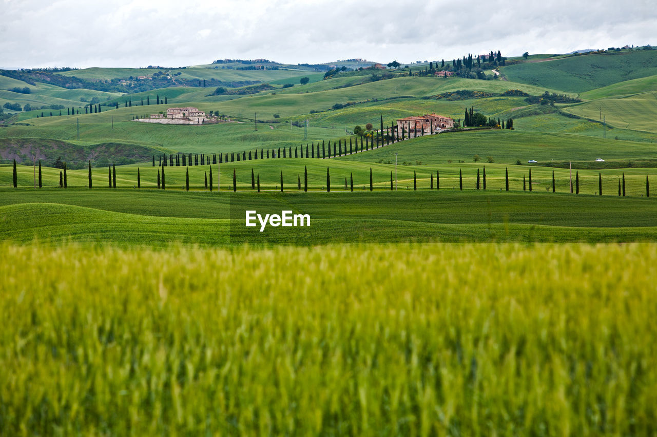 Landscape with cypresses  in val d'orcia in tuscany, italy