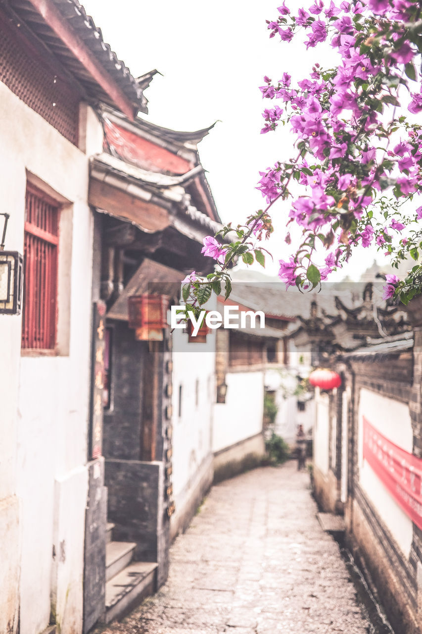 Flowering plant over alley amidst houses