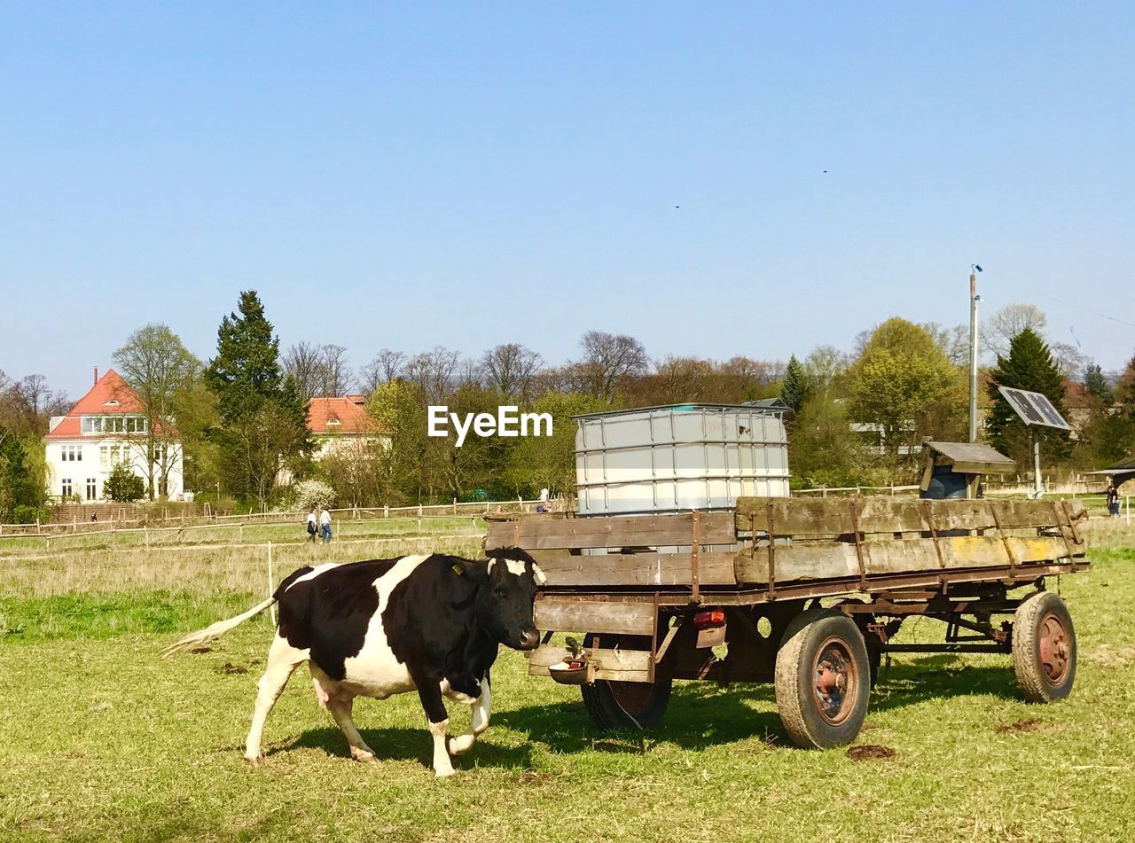 HORSES IN FARM AGAINST SKY