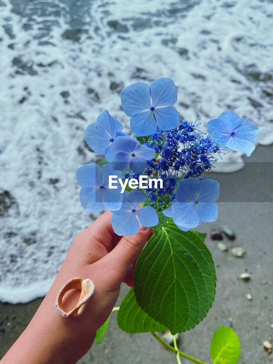 Cropped hand holding purple flowering plant