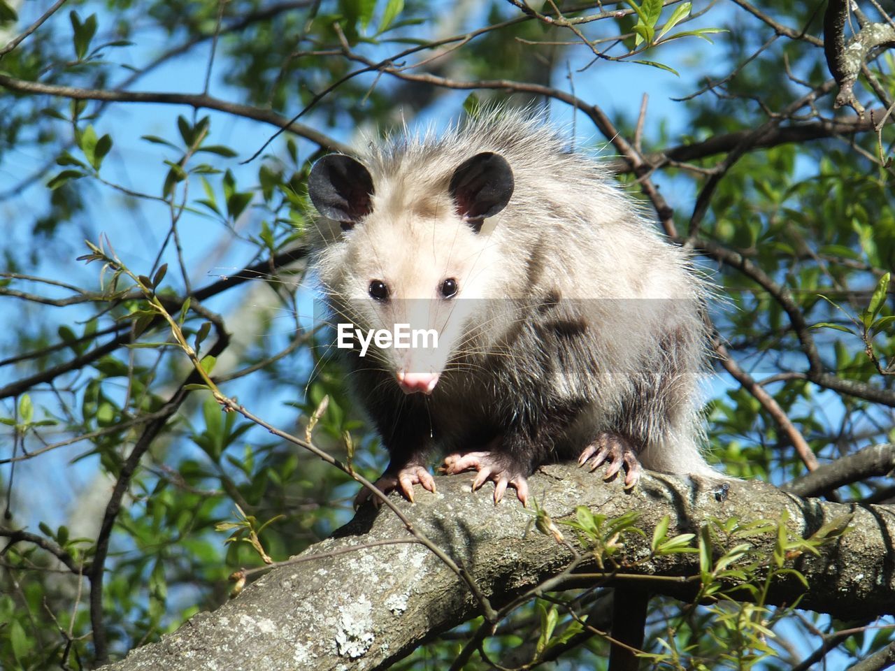 Opossum on tree