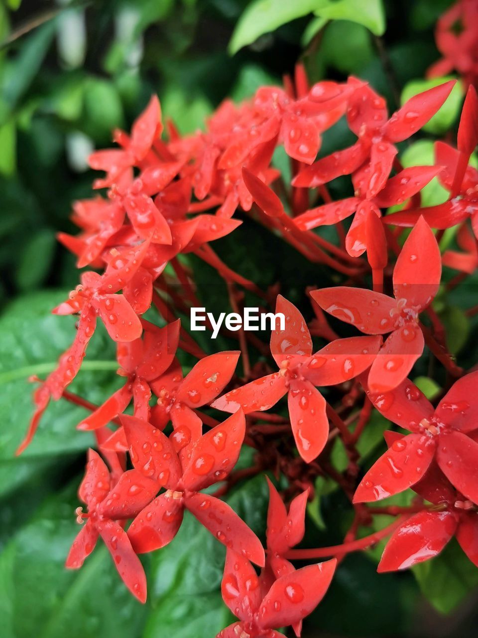 CLOSE-UP OF WET RED FLOWERING PLANT