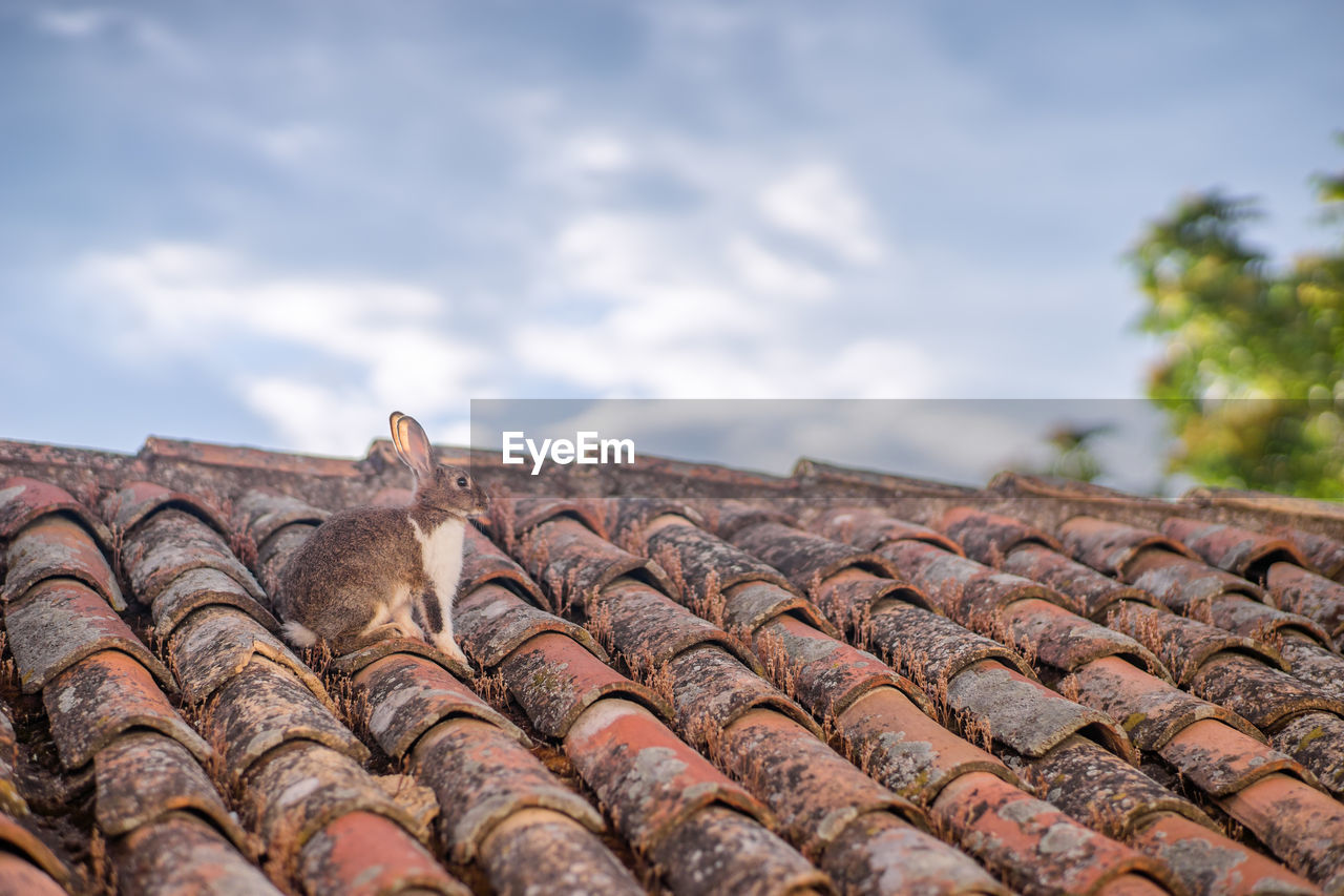 Low angle view of hare on tile roof against sky