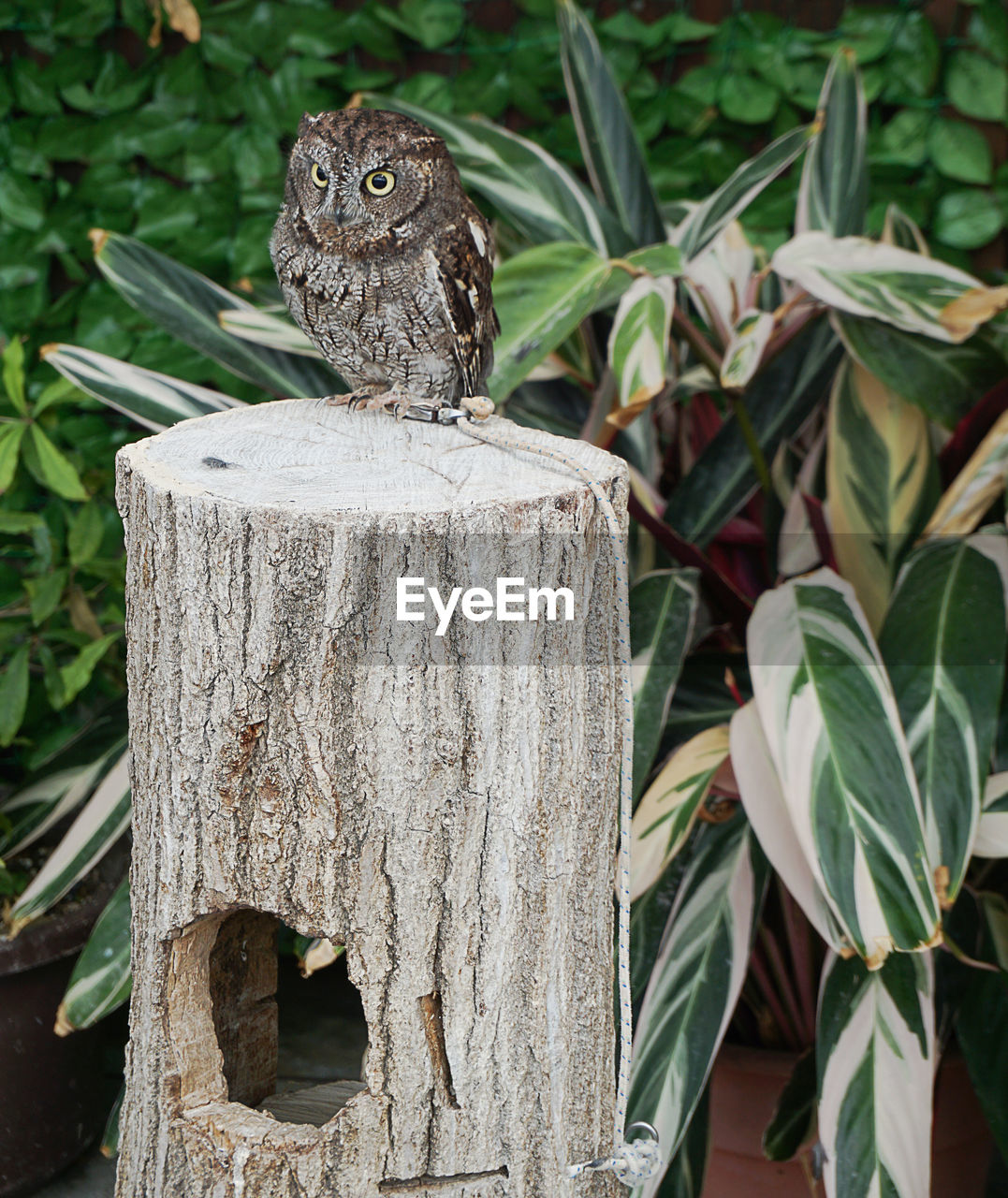 Owl full length portrait perched on a wood log with green leaf tree in the background