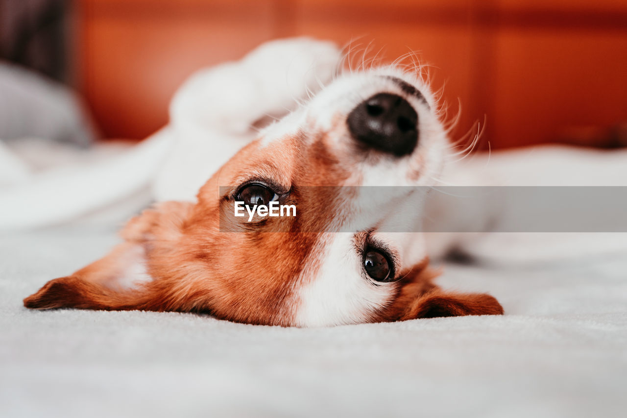 Portrait of dog lying down on bed