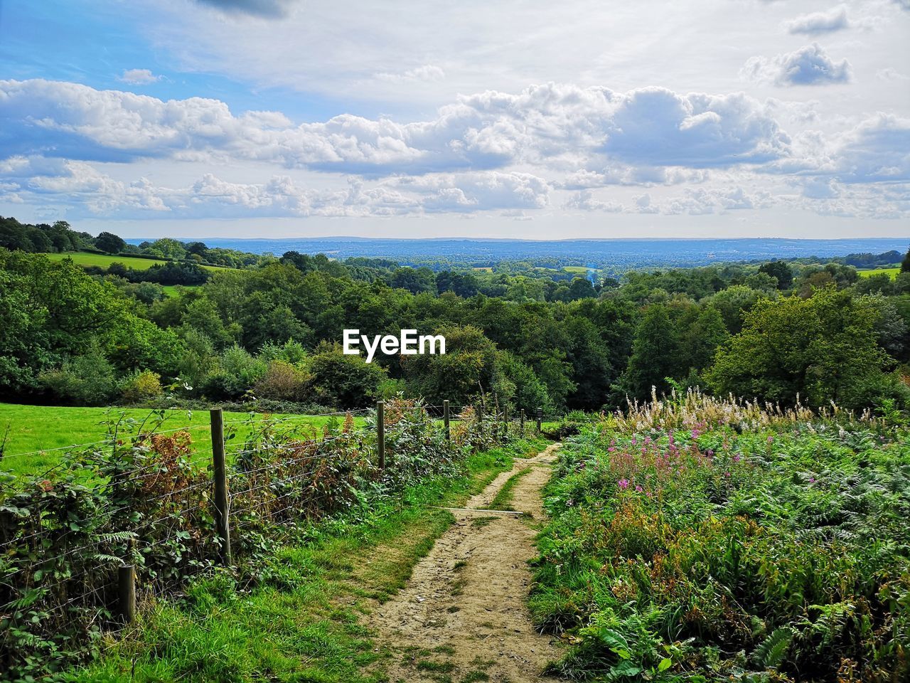 PLANTS GROWING ON FIELD