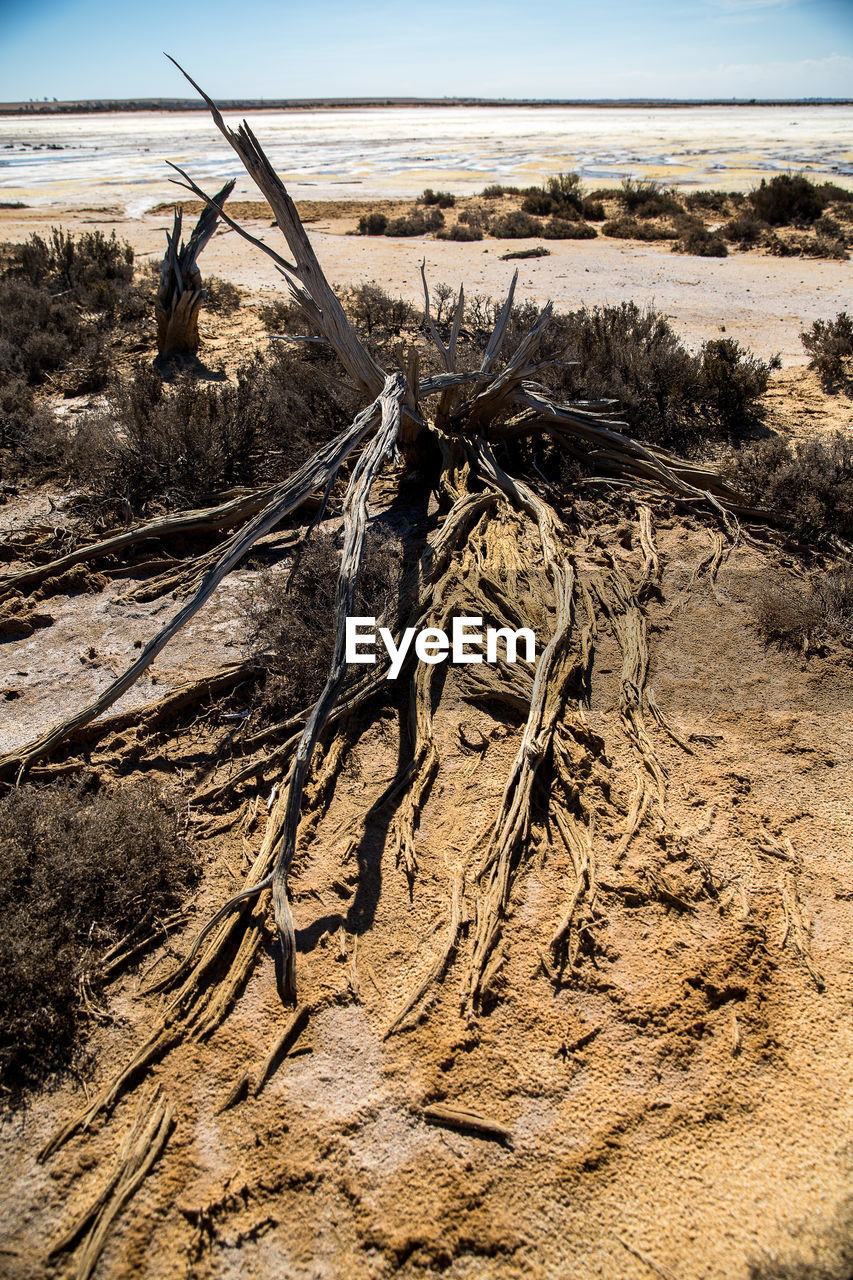 Driftwood on sand in desert
