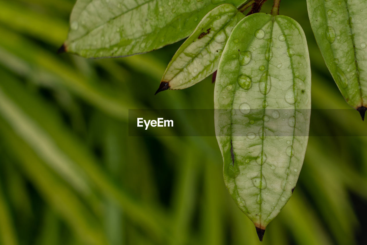 CLOSE-UP OF WET PLANT LEAF