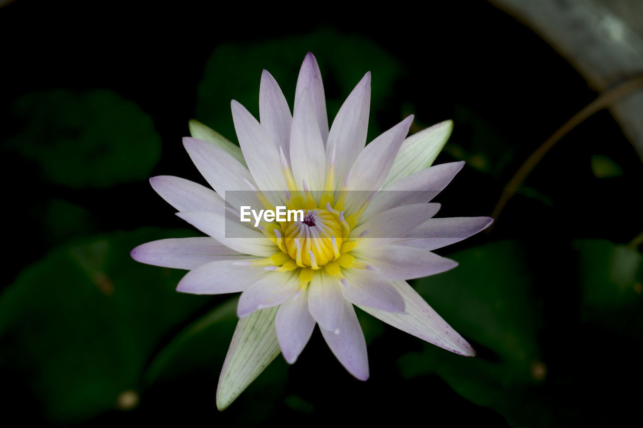 CLOSE-UP OF WHITE LILY BLOOMING OUTDOORS