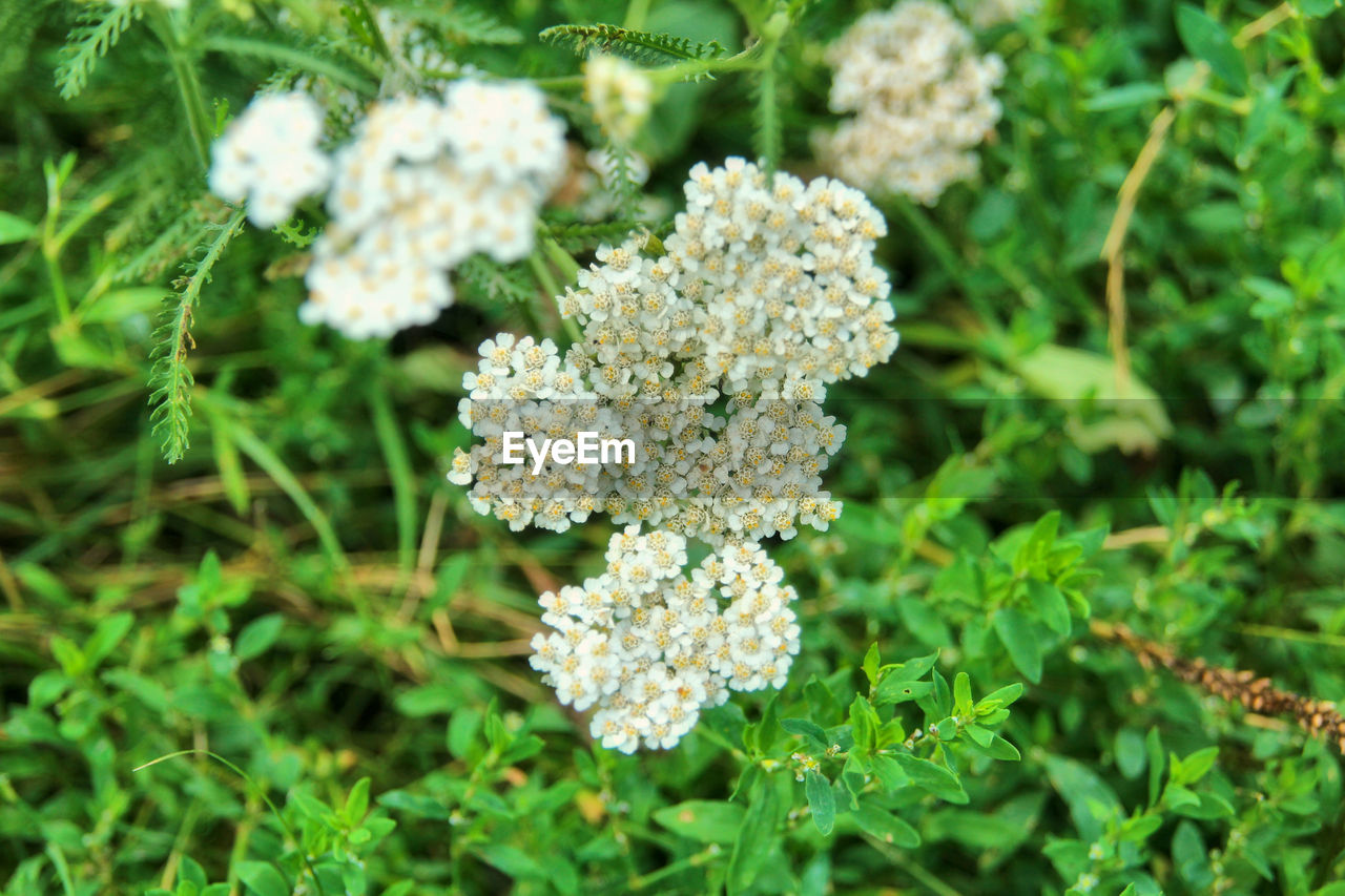 Close-up of flowers blooming outdoors