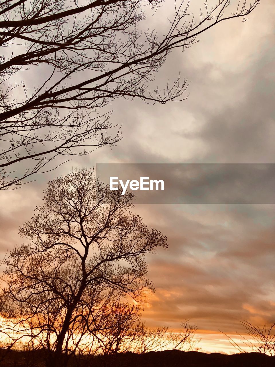 tree, sky, cloud, nature, sunset, plant, bare tree, beauty in nature, branch, silhouette, environment, landscape, scenics - nature, tranquility, no people, dramatic sky, tranquil scene, land, outdoors, evening, dawn, orange color, non-urban scene, sun, rural scene, idyllic, twilight, back lit, sunlight, moody sky, travel destinations, cloudscape, forest, tree trunk, trunk, tourism, atmospheric mood