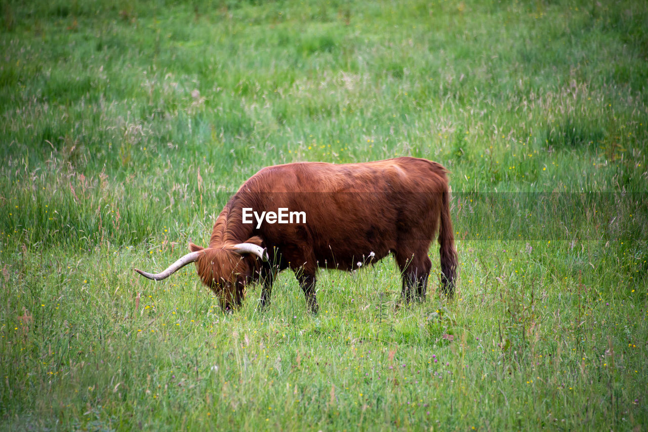 HORSE GRAZING ON FIELD