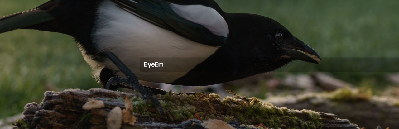 Close-up of a bird