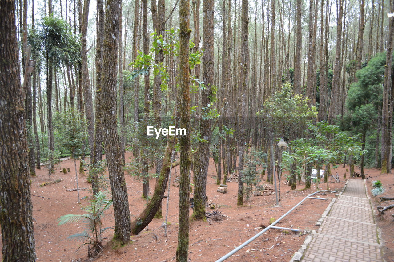 Trees growing in forest