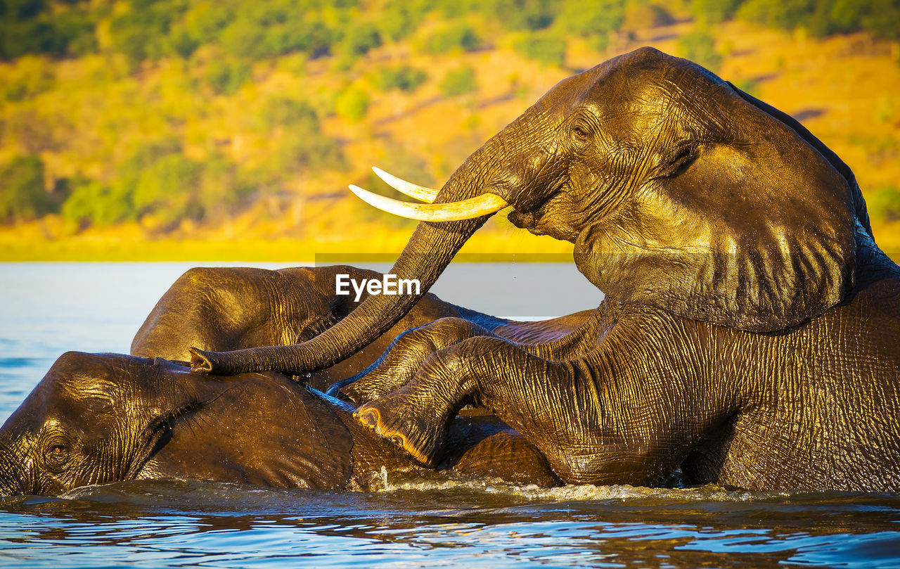 VIEW OF ELEPHANT IN WATER