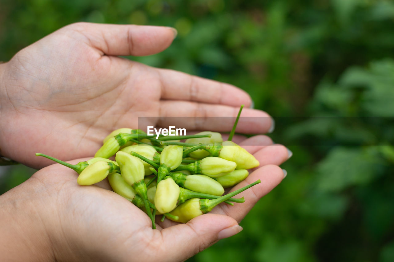 hand, holding, food and drink, food, one person, healthy eating, plant, green, freshness, produce, flower, vegetable, wellbeing, agriculture, close-up, harvesting, adult, nature, organic, crop, focus on foreground, day, growth, outdoors, lifestyles, leaf, snap pea, gardening, raw food, farm
