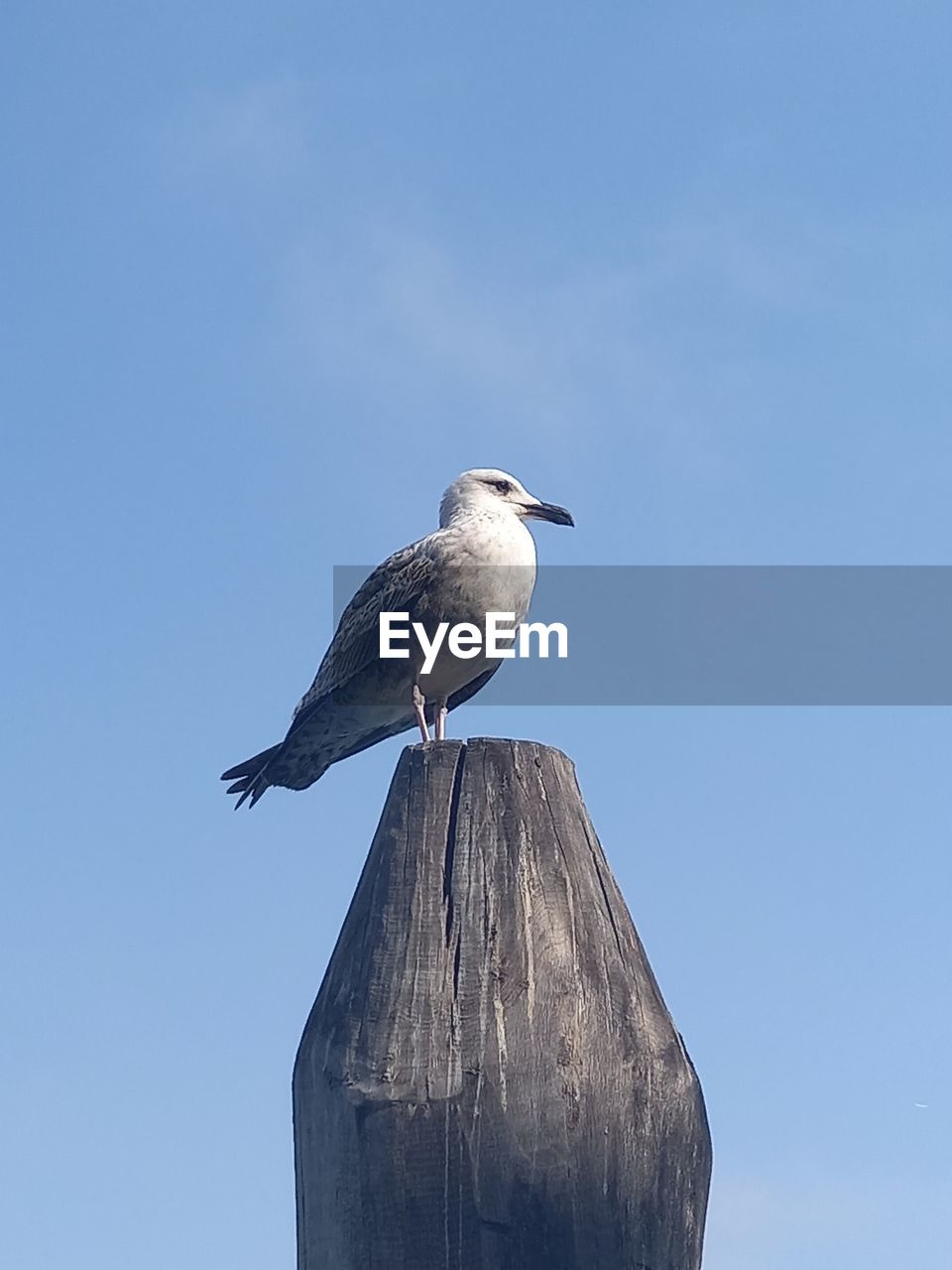 bird, animal themes, animal wildlife, animal, wildlife, one animal, perching, blue, sky, gull, wood, nature, seabird, no people, day, beak, clear sky, wing, outdoors, full length, sunny, low angle view, copy space, seagull