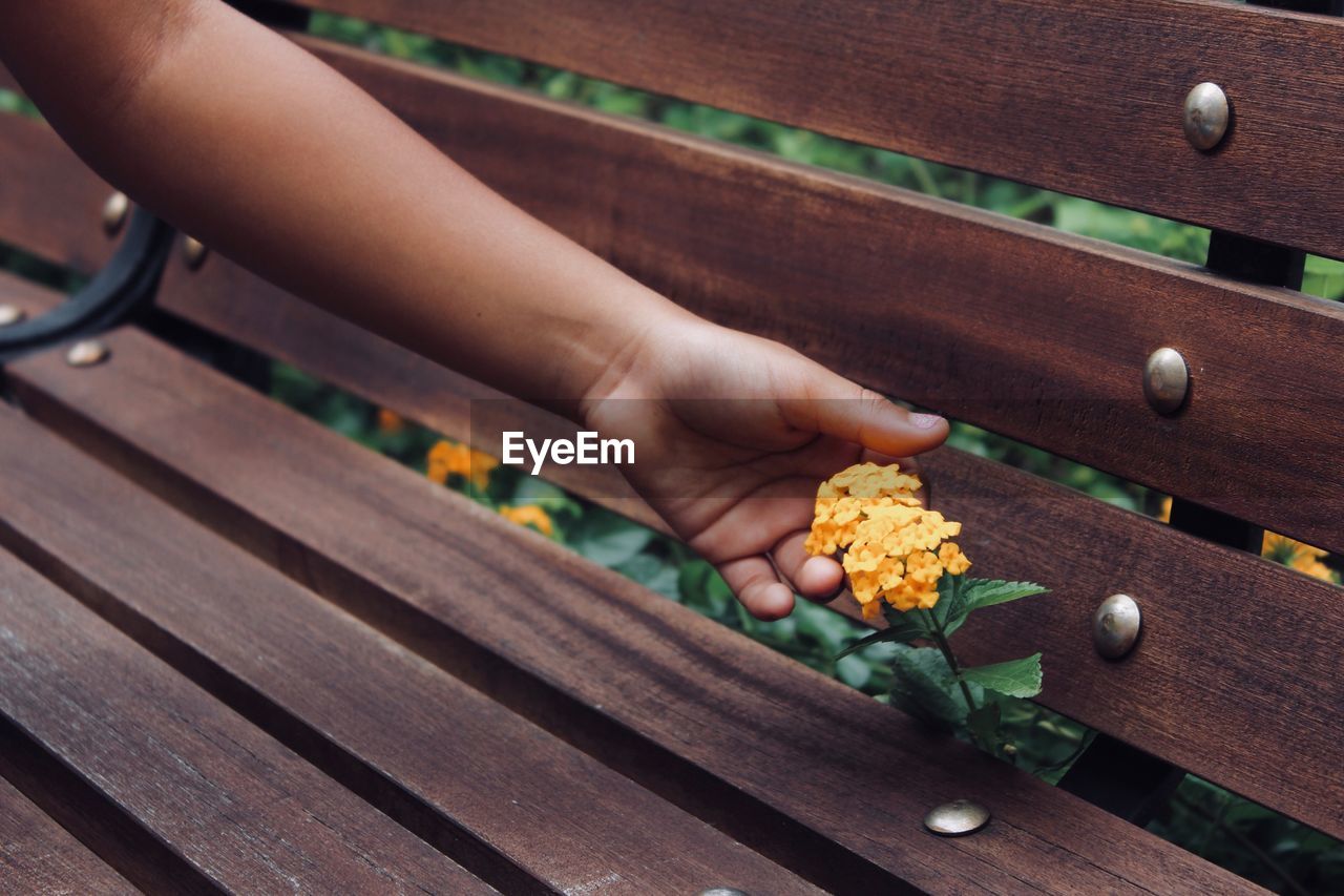 High angle view of hand holding yellow flower on wood bench