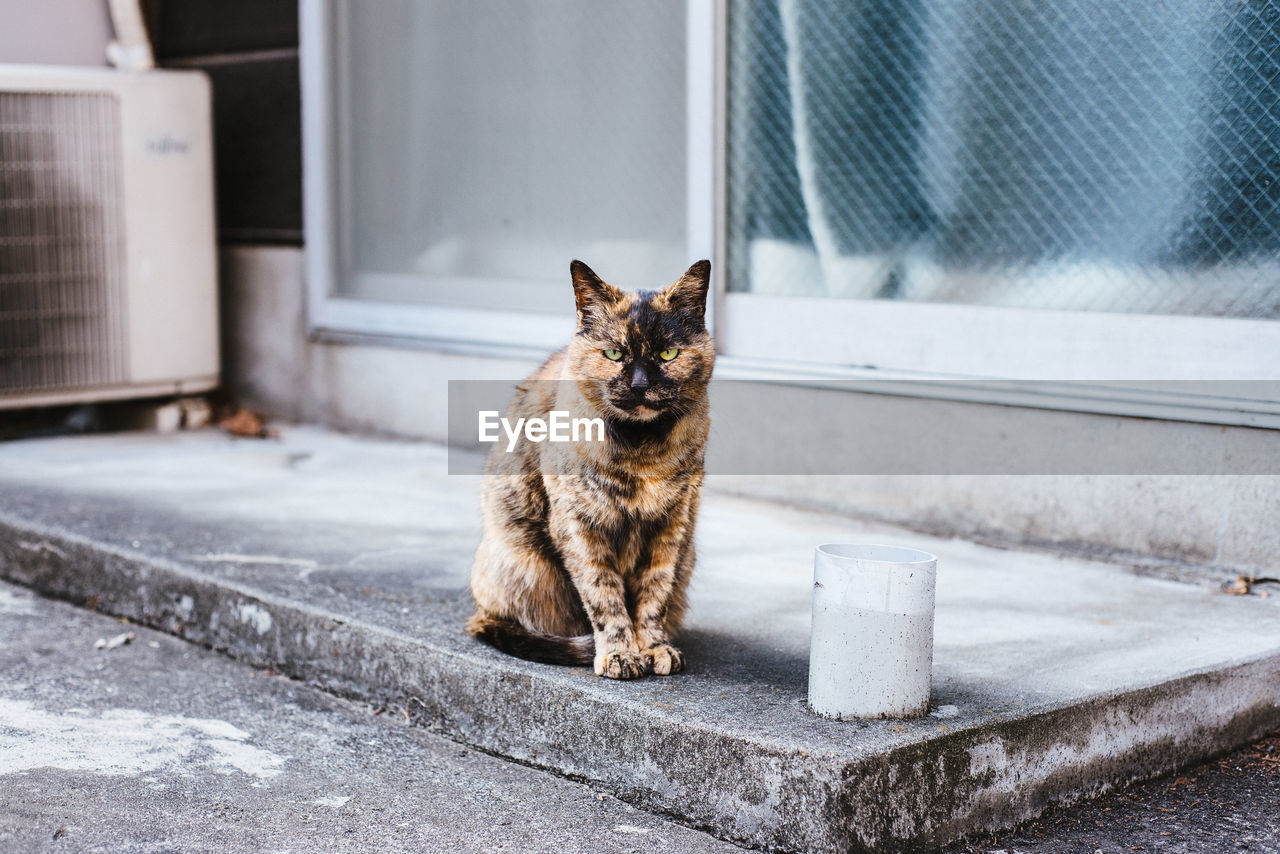 Portrait of stray cat sitting at sidewalk