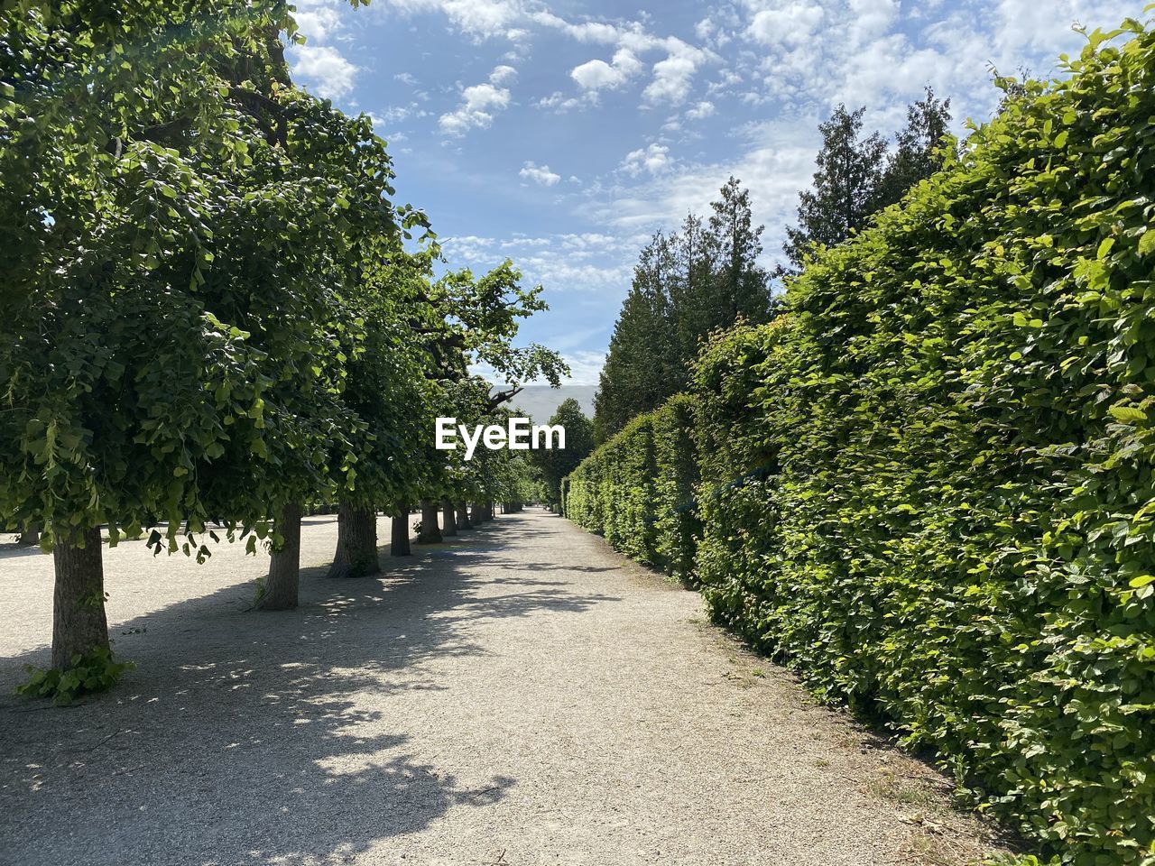 ROAD AMIDST TREES AGAINST SKY