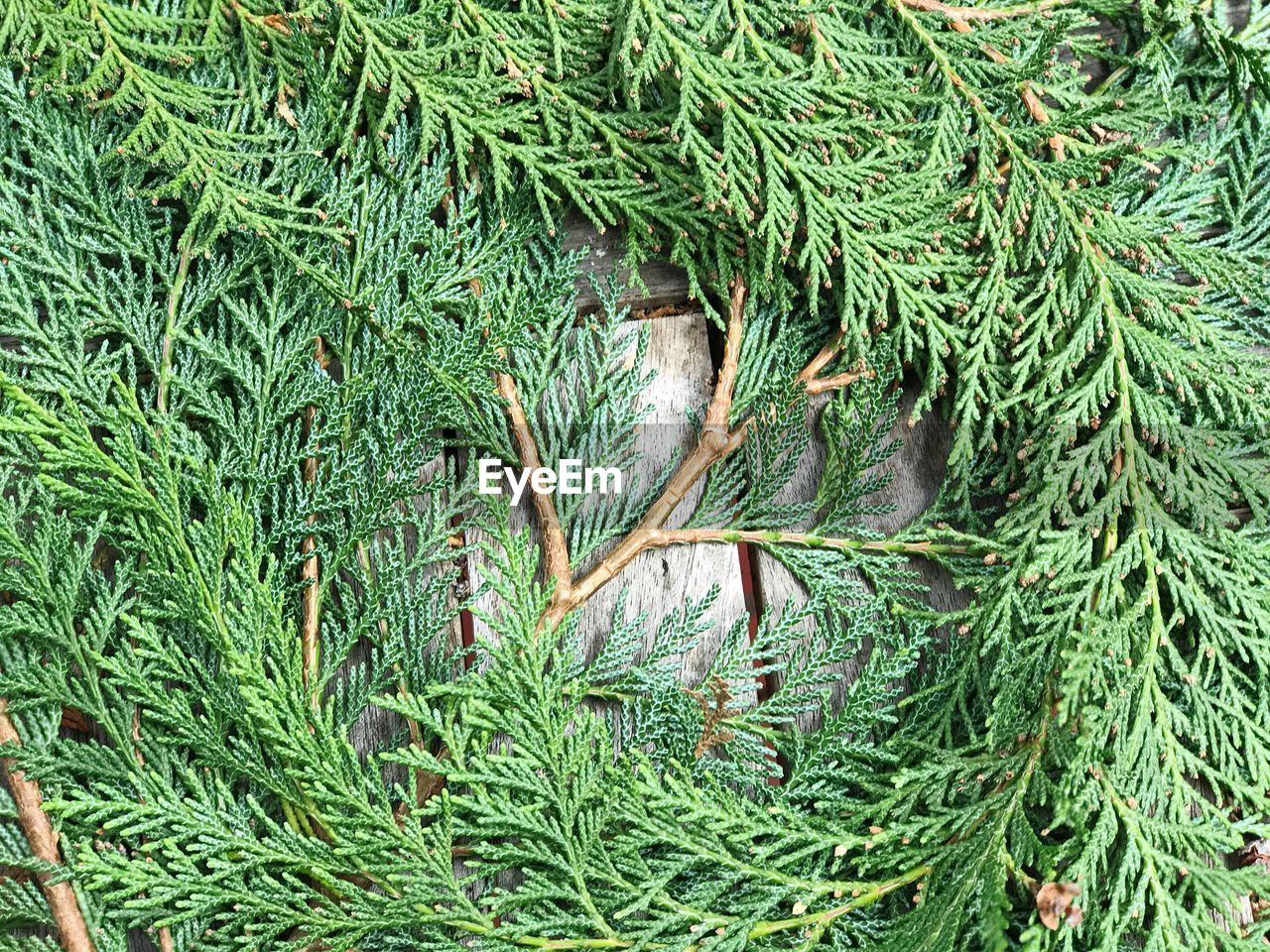 HIGH ANGLE VIEW OF FRESH GREEN LEAF