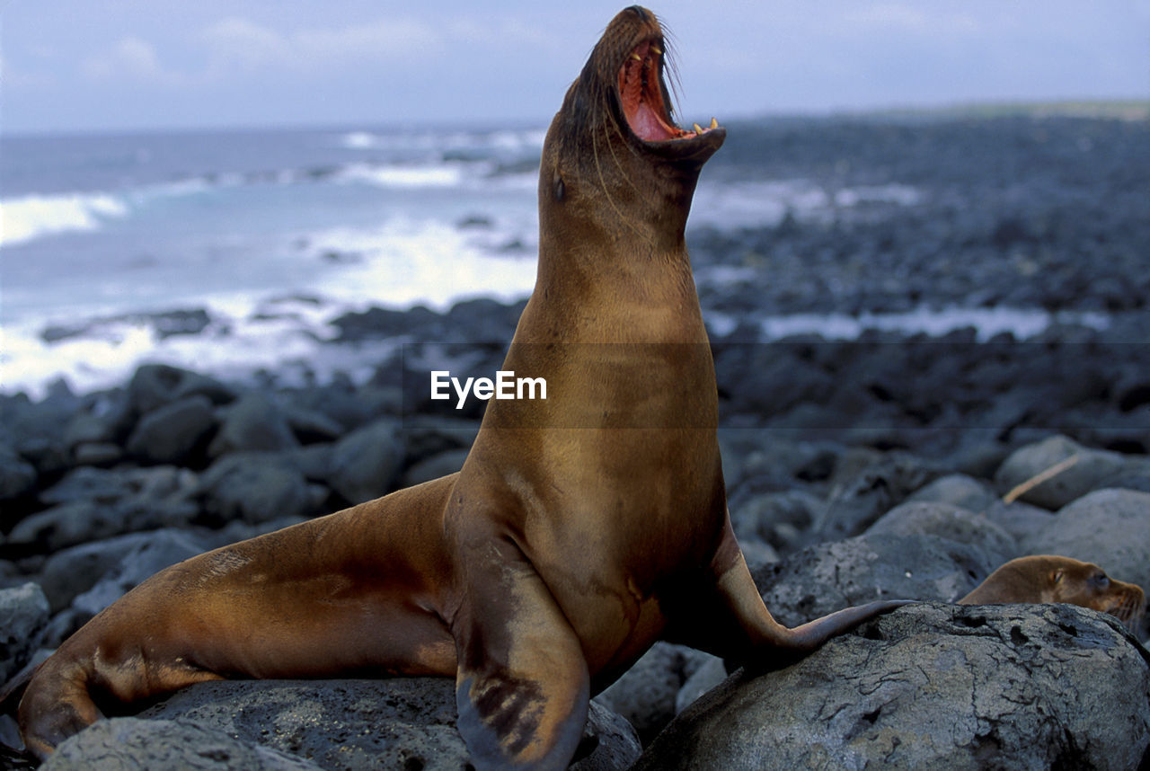 HIGH ANGLE VIEW OF SEA LION ON SHORE