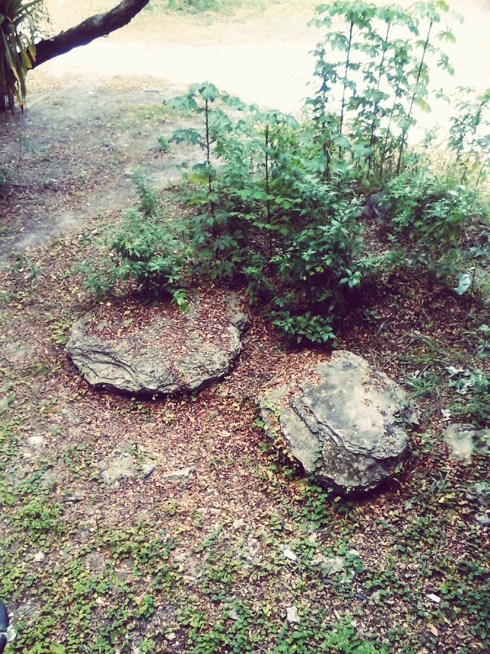 HIGH ANGLE VIEW OF TREE