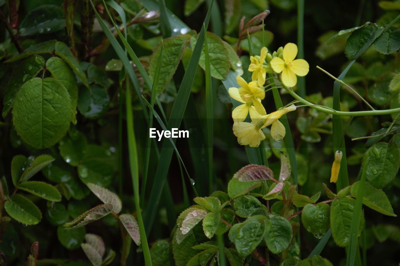 CLOSE-UP OF GREEN FLOWERING PLANTS